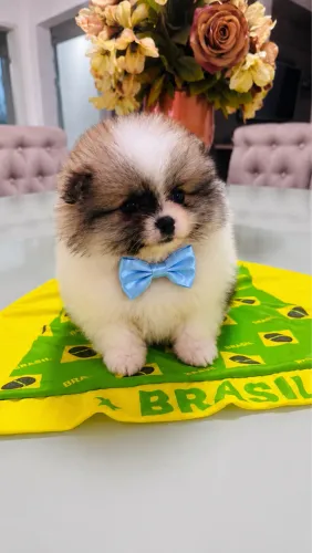 spitz alemão