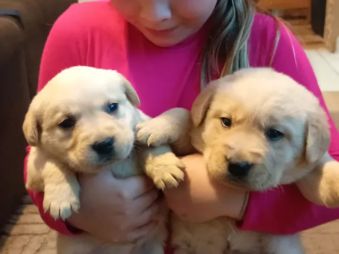 Filhotes de labrador
