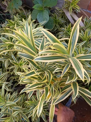Plantas pleomele