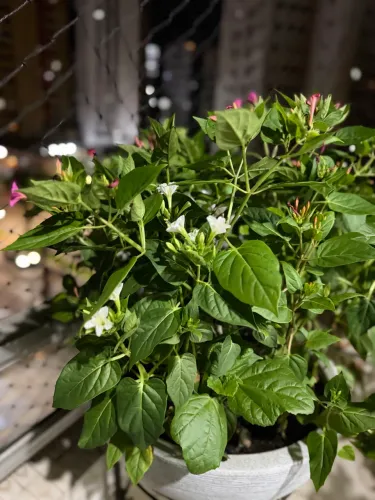 Mirabilis jalapa - maravilha /, bom-dia, bonina, bela noite,