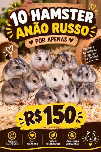 Hamster anão russo para revenda