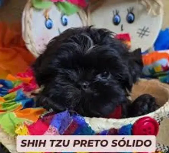 Shih-tzu