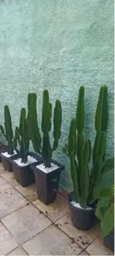 Cacto mandacaru