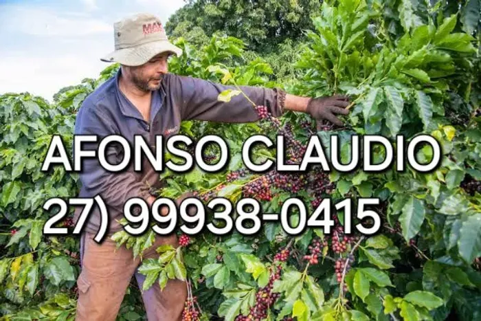 TURMA PARA PANHA DE CAFE.<br>SOMOS DE AFONSO CLÁUDIO. <br>TENHO CARRO PRA LEVAR.