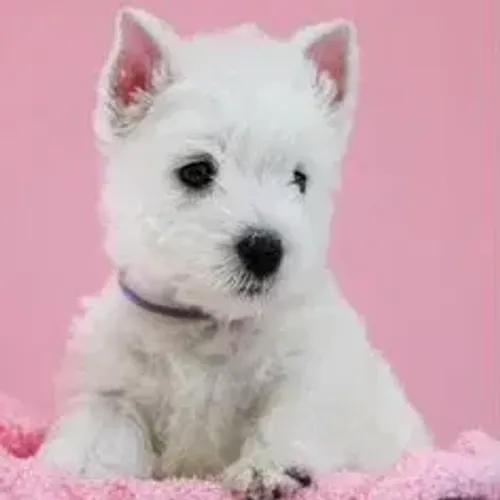 West Terrier Filhote Muito Bonitinho