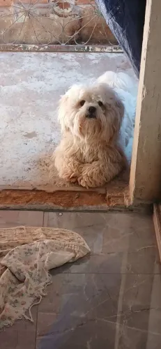 Doação de 1 shitzo de 1 ano