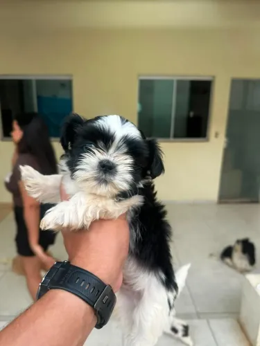 Shih Tzu
