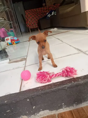 CACHORRA PINSCHE FÊMEA