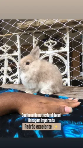 Coelho anão netherland dwarf linhagem importada - o menor do mundo