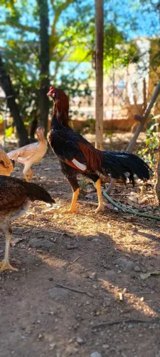 Galo e galinhas índias