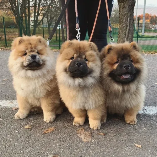 Filhotes De Chow Chow - O Presente Mais Especial Que Você Pode Dar A Si Mesmo