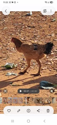 Vendo casal de Índio Gigante