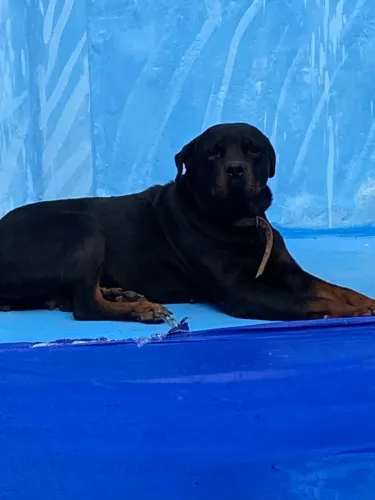 Cachorra Rotwevale para adoção 