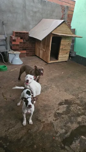 Filhote Pit Bull