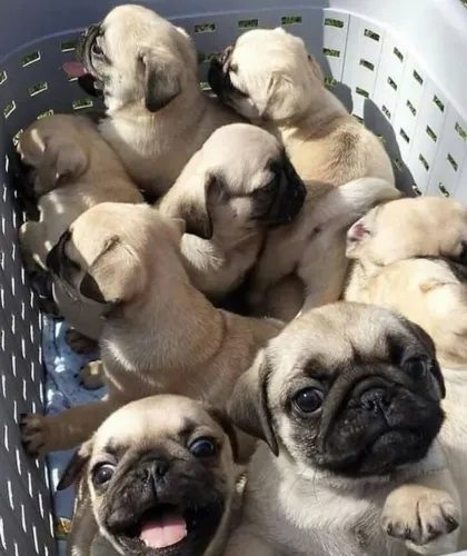 Pug disponível