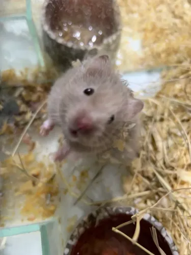 Hamster angora 