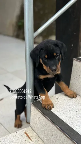 Filhotes de rottweiler