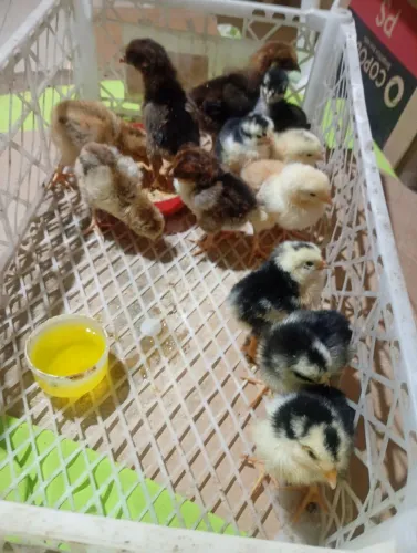Promoção pintinhos gsb balão 13 unidades por 500$