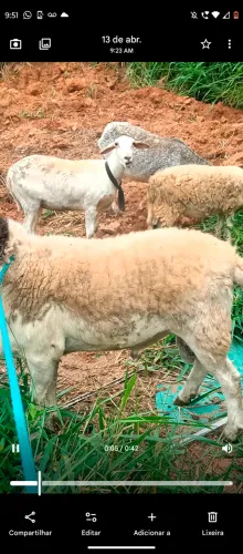 Carneiras e Carneiro ( macho dorper Po)