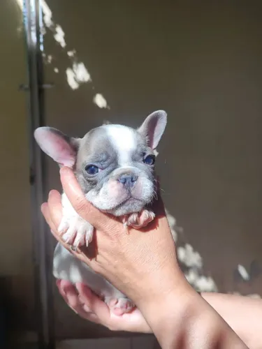 Filhotes de buldogue francês