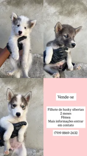 Husky siberiano - fêmea 