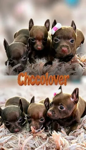 Pinscher Miniatura Disponível choco