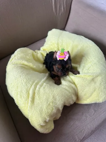 Yorkshire micro 