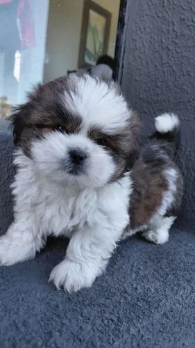 Lhasa Apso