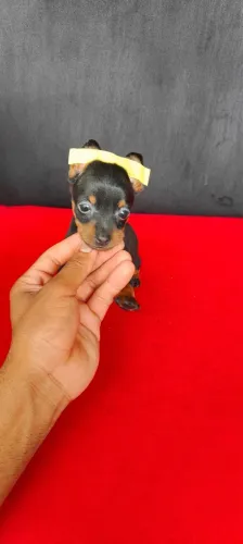 Pinscher com 50 dias vacinado pedigree 