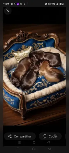 Shihtzu micrissimo macho chocolate sólido