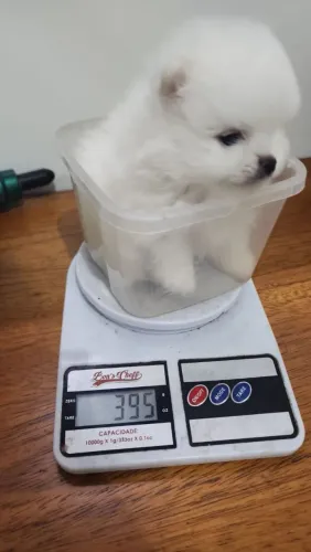 Spitz alemão anão pra carregar no bolso