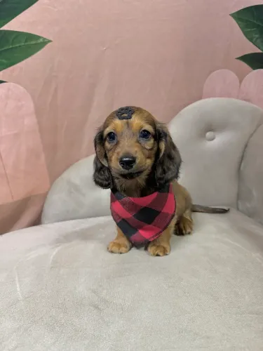 Dachshund Pelo Longo ( Salsichinha Peludo )