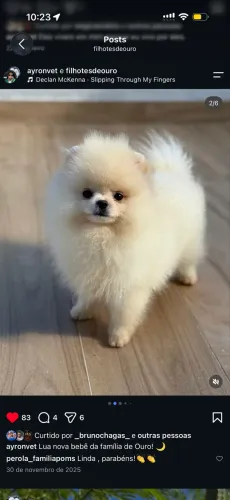 Lulu da Pomerania macho e fêmea 