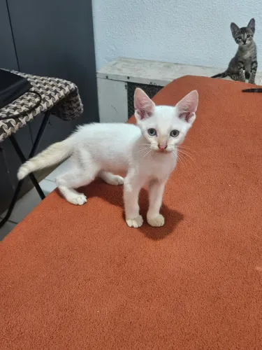 Gatinho Macho Branco 