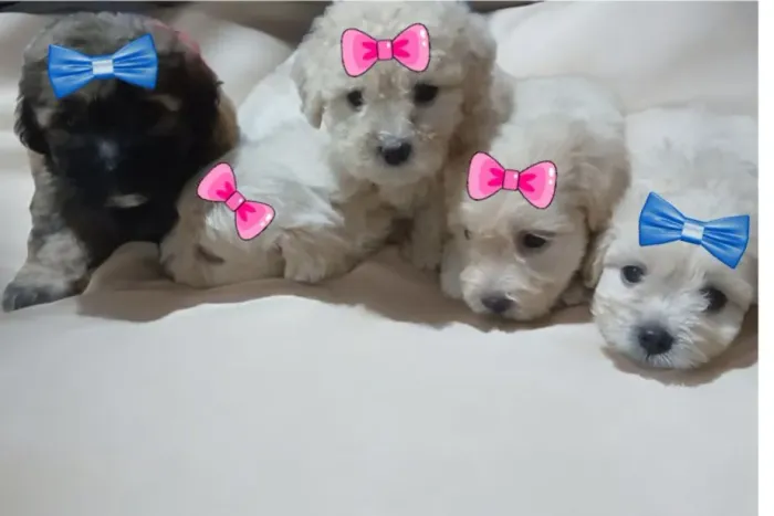 Filhotes poodle N°1