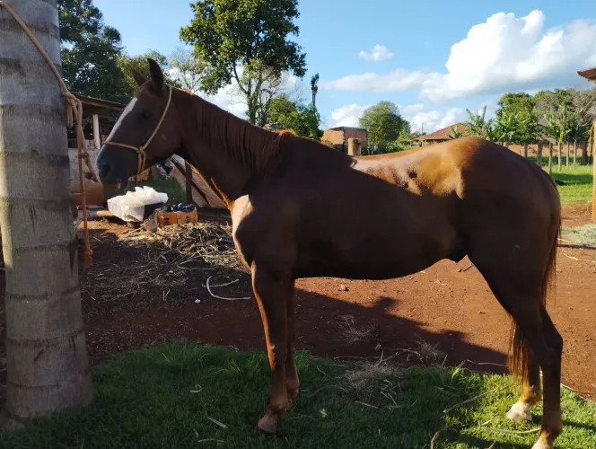 Cavalo PO