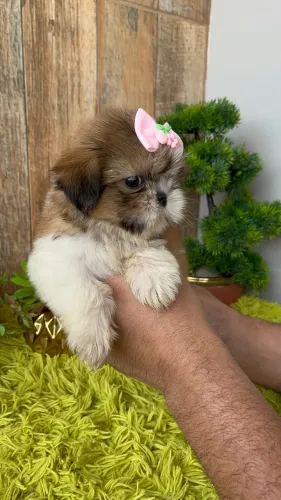 ShihTzu fêmea