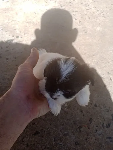 Filhote de Lhasa Apso