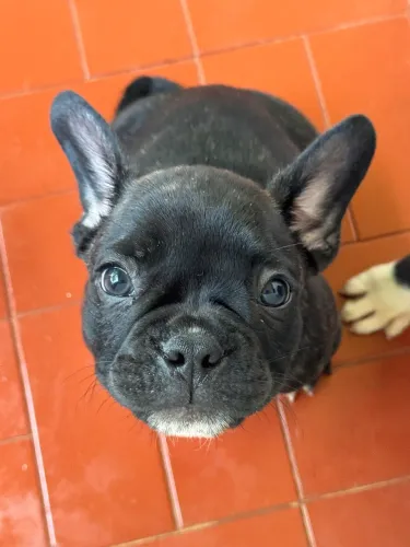 Buldogue francês macho
