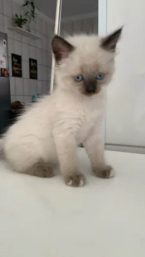 Doação de gato