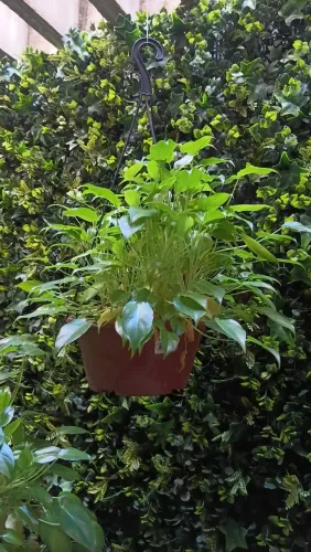 Mudas plantas - Mini Imbé, Philoendron