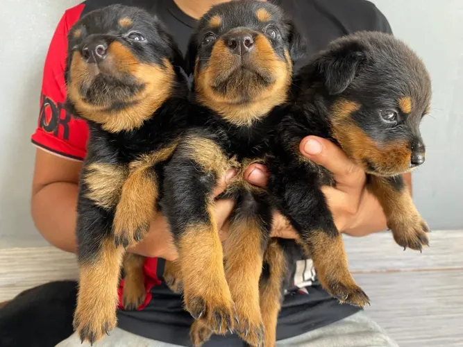 Filhotes de Rottweiler