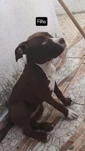 Animal de estimação 