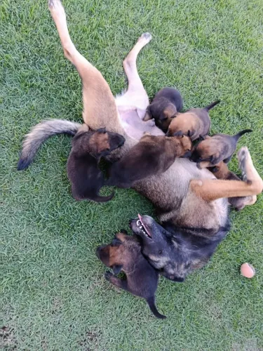 Filhotes de pastor belga malinois puro sem pedigree