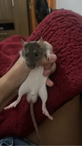 Rato Twister