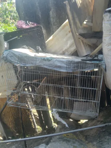 Vende-se gaiola