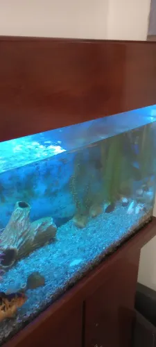 Aquário com capacidade de 100 litros medindo 70x45x35.