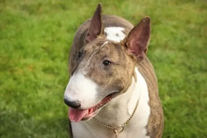 Bull Terrier ? Filhotes Bem Socializados e Criados com Carinho