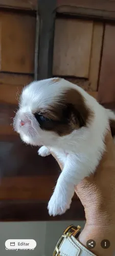 Shihtzu