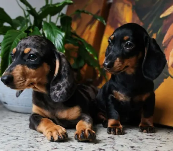 Teckel-Dachshund - Várias Cores a Pronta Entrega!! 
